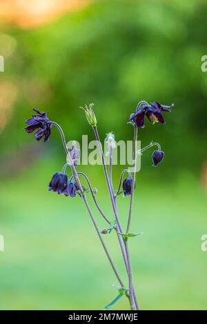 Aquilegia vulgaris hybride 'Black columbine, gros plan dans la nature, bokeh Banque D'Images