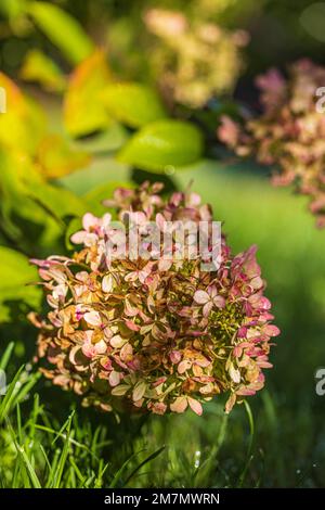 Hortensias en automne, fleurs floues en arrière-plan Banque D'Images