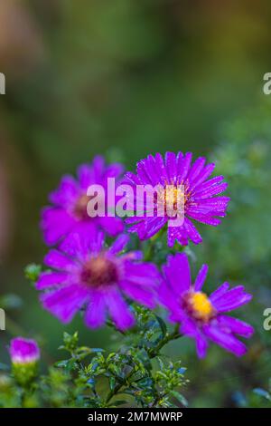 Aster d'automne, fleur double, gouttes de rosée, gros plan dans la nature Banque D'Images