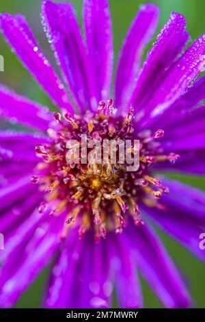 Aster d'automne, fleur double, gouttes de rosée, gros plan dans la nature Banque D'Images