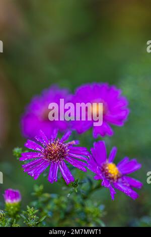 Aster d'automne, fleur double, gouttes de rosée, gros plan dans la nature Banque D'Images