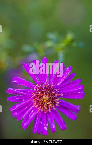 Aster d'automne, fleur double, gouttes de rosée, gros plan dans la nature Banque D'Images