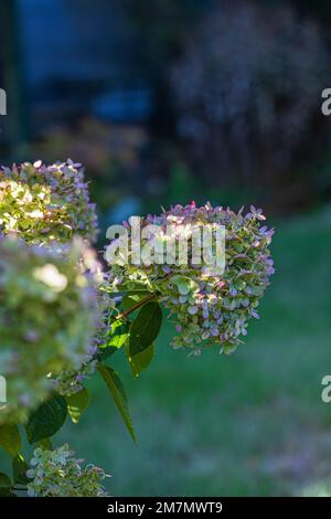 Hortensias en automne, fleurs floues en arrière-plan Banque D'Images