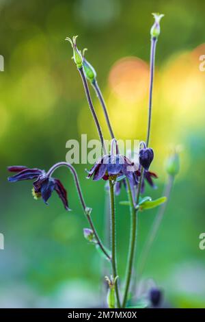 Aquilegia vulgaris hybride 'Black columbine, gros plan dans la nature Banque D'Images