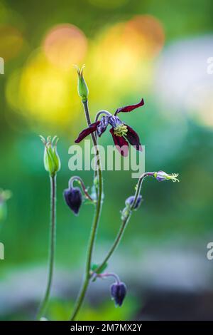 Aquilegia vulgaris hybride 'Black columbine, gros plan dans la nature Banque D'Images