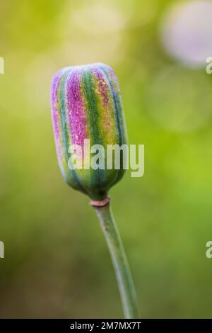 Fleurs d'échecs, fruits en capsule, gousse de graines, gros plan dans la nature Banque D'Images