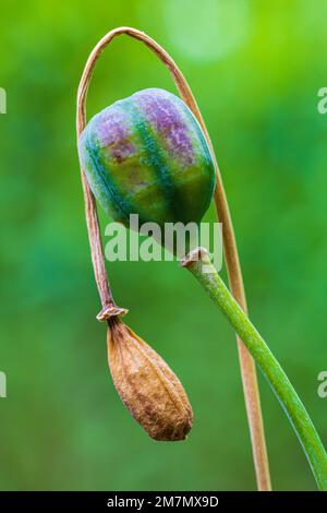 Fleurs d'échecs, fruits en capsule, gousse de graines, gros plan dans la nature Banque D'Images