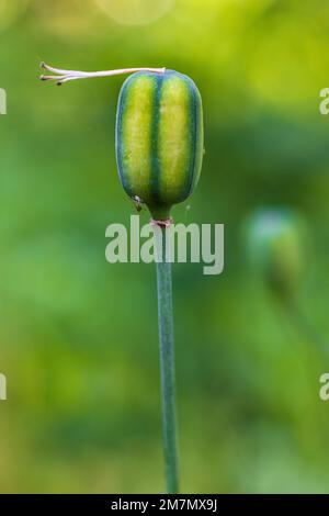 Fleurs d'échecs, fruits en capsule, gousse de graines, gros plan dans la nature Banque D'Images