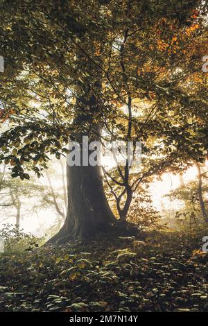 Automne forêt Habichtswald près de Kassel, unique imposant arbre au centre Banque D'Images
