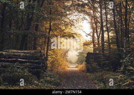 Long chemin forestier à Habichtswald près de Kassel, arbres à feuilles d'automne et tas de bois le long du chemin Banque D'Images