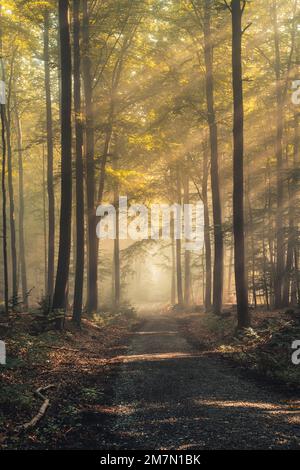 Les rayons du soleil tombent à travers l'air brumeux sur un chemin dans le Habichtswald, forêt de hêtres, feuilles d'automne Banque D'Images