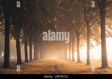 Avenue de citronniers un matin avec beaucoup de brouillard en automne, lumière chaude d'automne, sentier de randonnée mène le long entre les arbres Banque D'Images