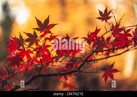 Éventail érable avec feuilles rouges sur fond jaune, gros plan, arrière-plan flou, branches courbées Banque D'Images