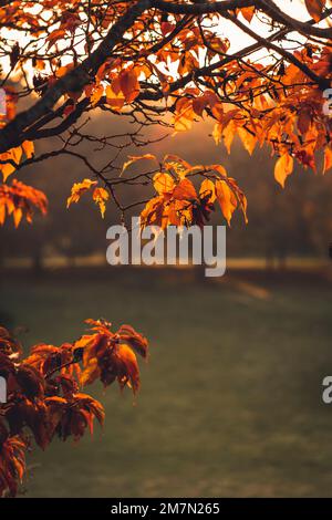 Matin d'automne en octobre, le soleil brille dans des couleurs chaudes à travers les feuilles rouges d'un cerisier à Kassel, en Allemagne Banque D'Images