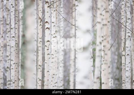 Finlande, bouleau, forêt, grumes Banque D'Images