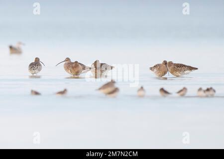 Curlew Numenius arquata, Banque D'Images