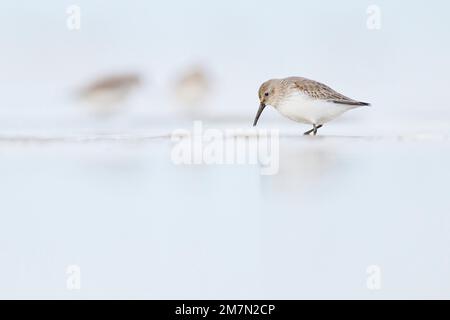 Le bécasseau variable Calidris alpina, plumage d'hiver, Banque D'Images