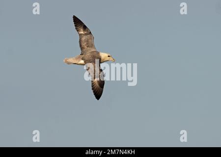 Fulmar- Procellaria glacialis en vol. Royaume-Uni Banque D'Images