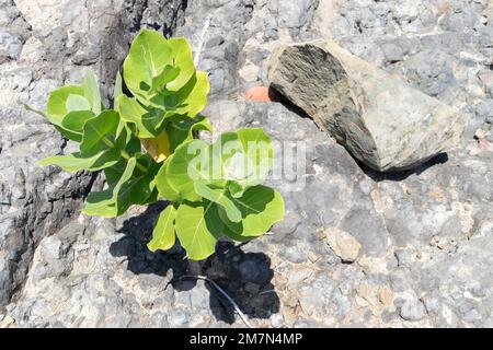 Plantes vert profond vivant sur des roches volcaniques sur une plage à Sint Marteen Banque D'Images
