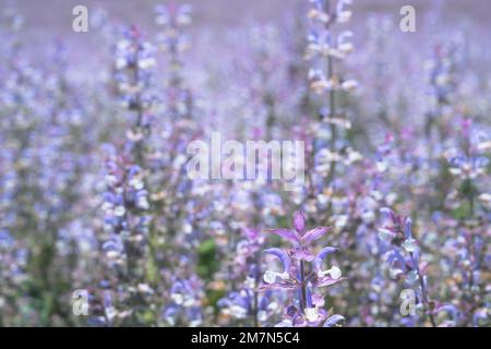 Champ de Lupin, Provence, France Banque D'Images