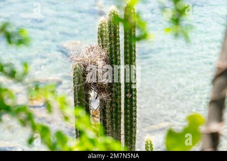 Vue en gros plan de quatre colonnes de cactus sur un fond de mer turquoise des caraïbes. Les feuilles d'une plante hors de la photo apparaissent au premier plan Banque D'Images