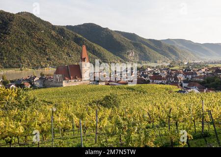 Vue sur Weißenkirchen dans le Wachau, église paroissiale catholique de l'Assomption de la Vierge Marie, entourée par le Danube et les vignobles, Wachau, Waldvier Banque D'Images