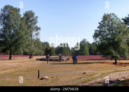 Vue sur le paysage de bruyère en pleine floraison et le troupeau de heidschnucken dans l'Osterheide près de Schneverdingen, Schneverdingen, Lüneburger Heide, Basse-Saxe, Allemagne Banque D'Images