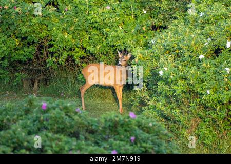 Cerf de Virginie (Capreolus capreolus), également cerf de Virginie européen, dans un jardin de l'île frisonne orientale de Juist. Banque D'Images
