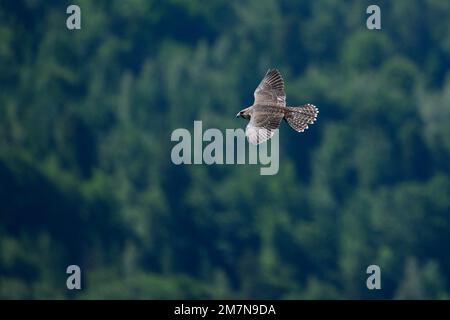 faucon pèlerin (Falco peregrinus), jeune faucon pèlerin en vol. Banque D'Images