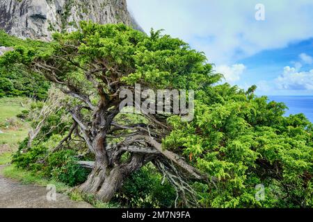 Genièvre des Açores, Cedro-do-Mato (Juniperus brevifolia), Lagedo. Île de Flores, archipel des Açores. Portugal Banque D'Images