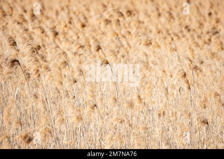 Roseau (Phragmites australis), généralement roseau. Banque D'Images