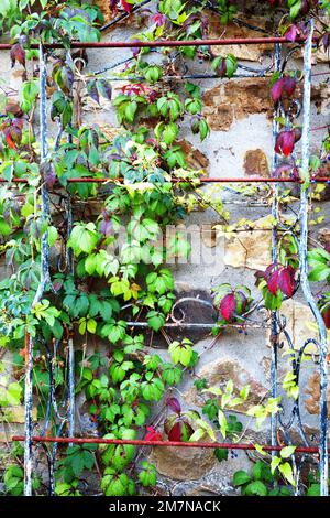 Vigne sauvage poussant sur un rack de fer pourri à Bagnone, en Toscane occidentale Banque D'Images