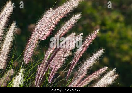 Roseau coréen, Achnatherum brachytrichum, Sicile Banque D'Images