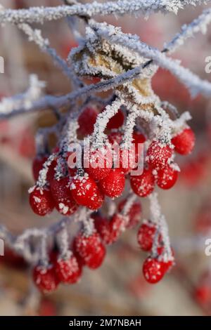 Fruits de doux-amer (Solanum dulcamara) recouverts de houarfrost Banque D'Images