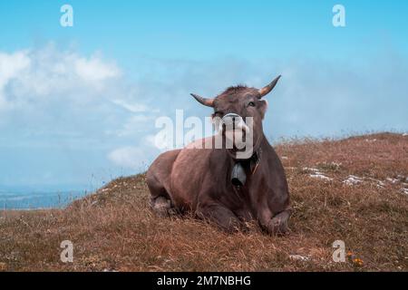 Vache sur un pré de montagne, Chasseral, Jura bernois, canton de Berne, Suisse Banque D'Images