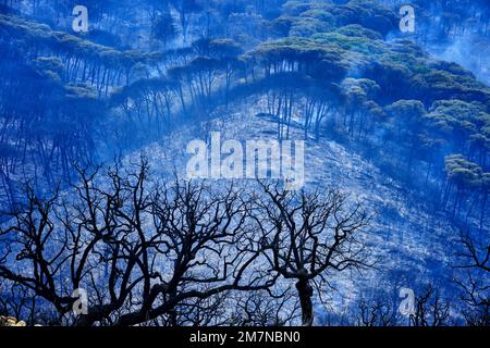 Feux de forêt dans le parc naturel d'Arrabida. Palmela, Portugal Banque D'Images