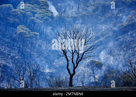 Feux de forêt dans le parc naturel d'Arrabida. Palmela, Portugal Banque D'Images