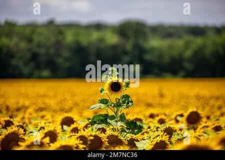 Beau champ de tournesol jaune, avec une fleur qui dépasse. Tournesol Helianthus annuus L à Balaton, Hongrie Banque D'Images