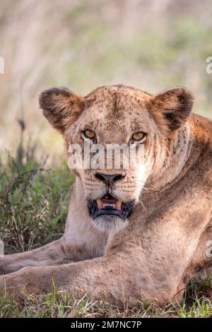 Lion africain, Panthera Leo, situé dans l'herbe de la savane. Parc national de Tsavo West, Taita Hills, Kenya, Afrique Banque D'Images