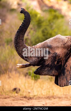 Les célèbres éléphants rouges Loxodonta africana du parc national de Tsavo East, Kenya, Afrique. Banque D'Images