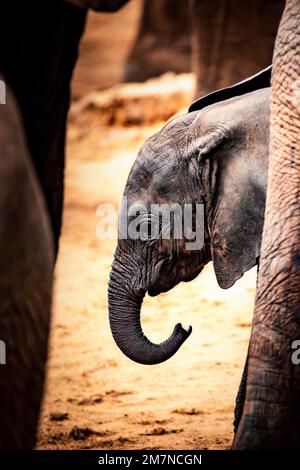 Mignon petit éléphant d'Afrique, Loxodonta africana se cache et cherche la protection entre les jambes de son troupeau. Parc national de Tsavo West, Taita Hills, Kenya, Afrique Banque D'Images