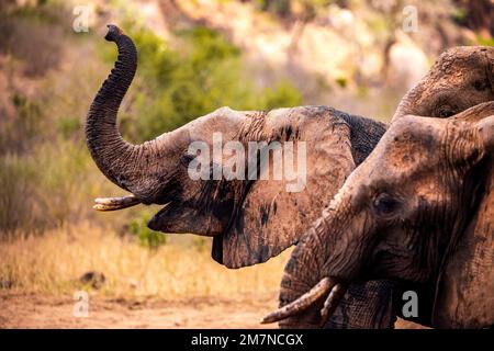 Les célèbres éléphants rouges Loxodonta africana du parc national de Tsavo East, Kenya, Afrique. Banque D'Images