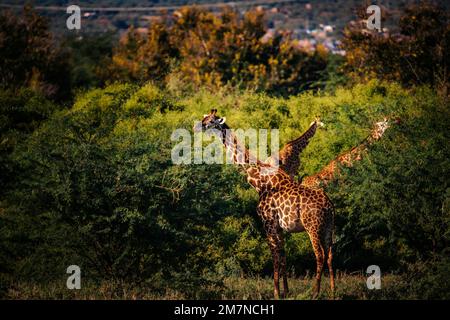 Maasai girafe, Giraffa Tippelskirchi ( camolopardalis ), Tsavo Ouest, Kenya, Afrique Banque D'Images