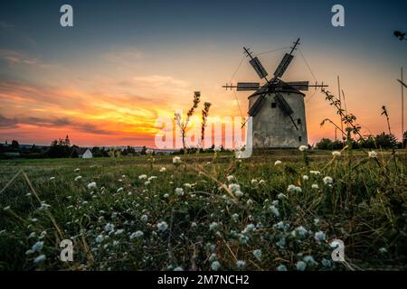 Vieux moulins à vent historiques sur une colline entourée de champs et de fleurs, coucher de soleil à Tissi, tes, Balaton, Hongrie Banque D'Images