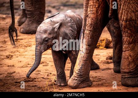 Mignon petit éléphant d'Afrique, Loxodonta africana se cache et cherche la protection entre les jambes de son troupeau. Parc national de Tsavo West, Taita Hills, Kenya, Afrique Banque D'Images