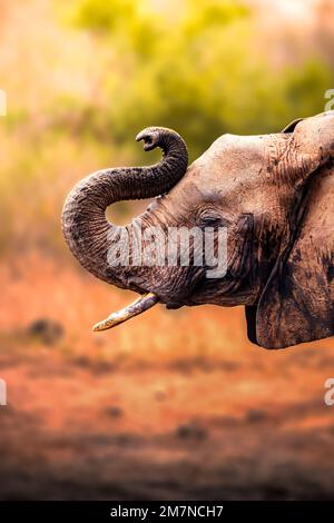 Les célèbres éléphants rouges Loxodonta africana du parc national de Tsavo East, Kenya, Afrique. Banque D'Images