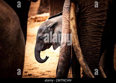 Mignon petit éléphant d'Afrique, Loxodonta africana se cache et cherche la protection entre les jambes de son troupeau. Parc national de Tsavo West, Taita Hills, Kenya, Afrique Banque D'Images