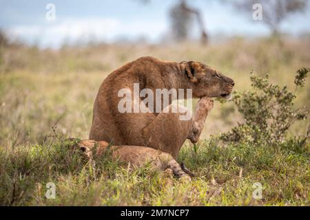 Lions d'Afrique (Panthera leo), lioness couché avec ses petits dans l'herbe de la savane, se grattant, Parc national de Tsavo West, Taita Hills, Kenya, Afrique Banque D'Images