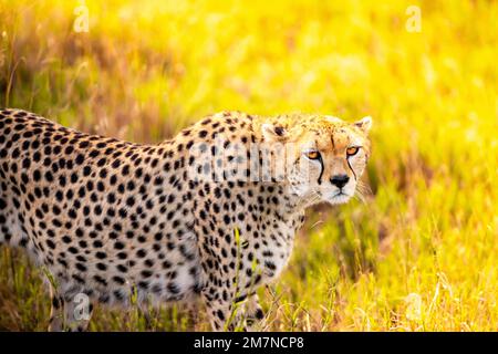 Guépard africaine, Acinonyx jubatus dans la lumière du matin de la savane de Tsavo West National Park, Taita Hills, Kenya, Afrique Banque D'Images