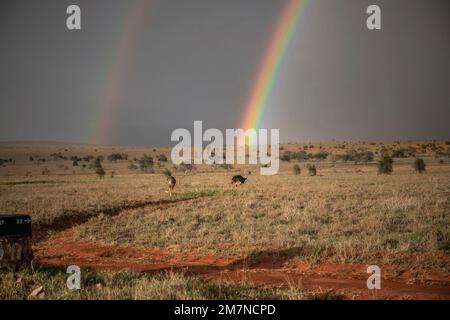 Arc-en-ciel sur la vaste savane du parc national de Tsavo West, Taita Hills, Kenya, Afrique Banque D'Images